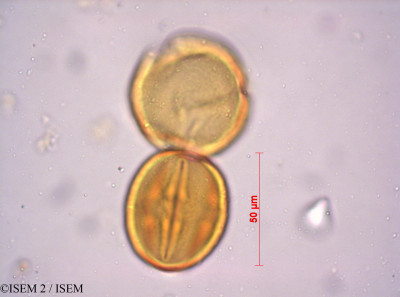Audouinia capitata - lame n° 24131